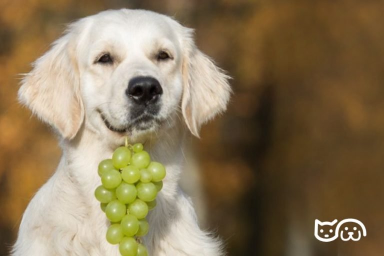Los Perros Pueden Comer Gambas Peladas