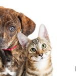 comer comida de perro los gatos