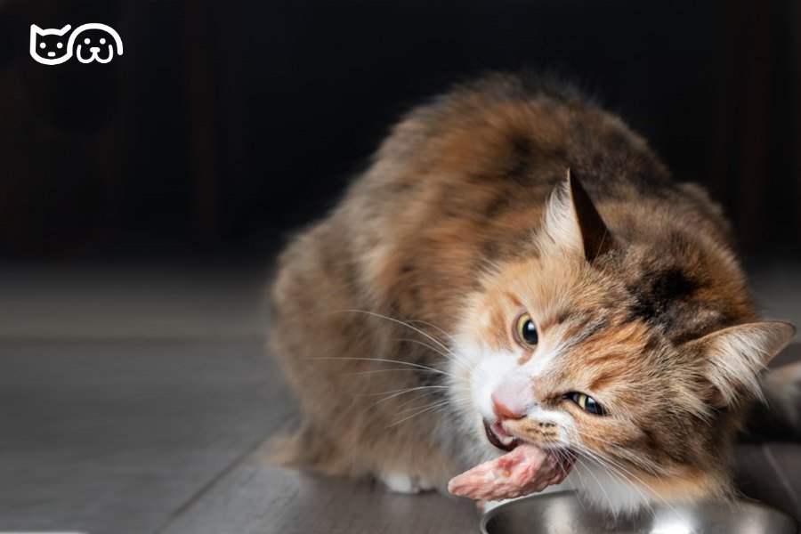 Actualizar 90+ imagen les hace daño los huesos de pollo a los perros